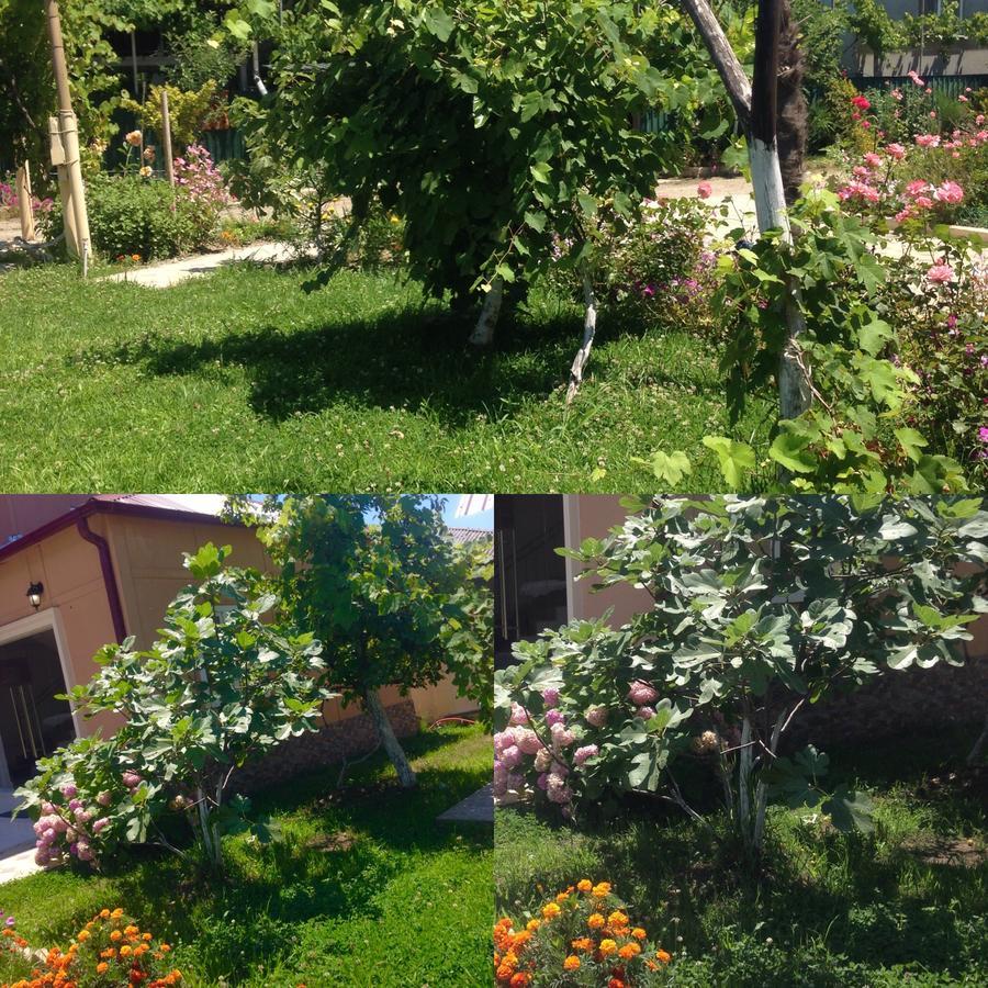 Inn Aхчыпсы Gagra Kültér fotó